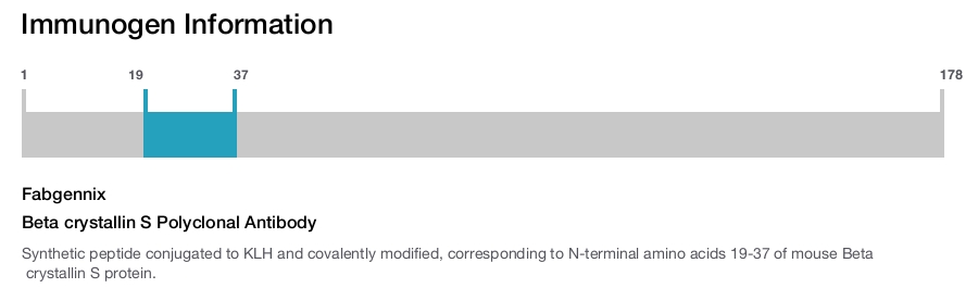 Beta crystallin S Polyclonal Antibody