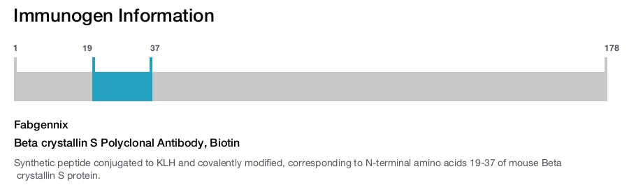Beta crystallin S Polyclonal Antibody, Biotin