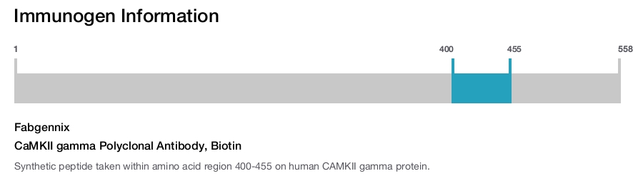 CaMKII gamma Polyclonal Antibody, Biotin