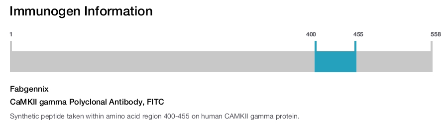 CaMKII gamma Polyclonal Antibody, FITC