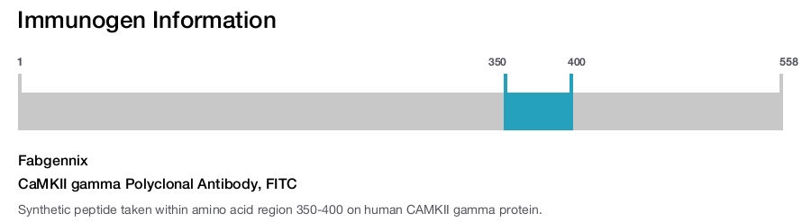 CaMKII gamma Polyclonal Antibody, FITC