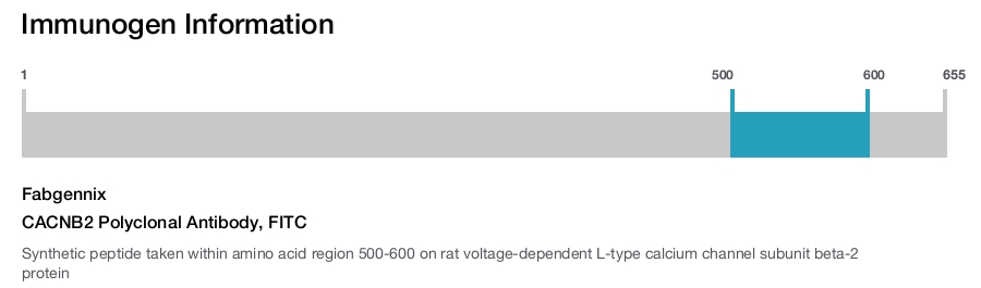 CACNB2 Polyclonal Antibody, FITC