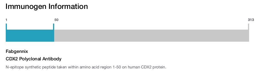 CDX2 Polyclonal Antibody