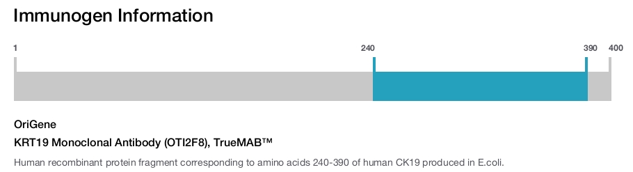 KRT19 Monoclonal Antibody (OTI2F8), TrueMAB&trade;