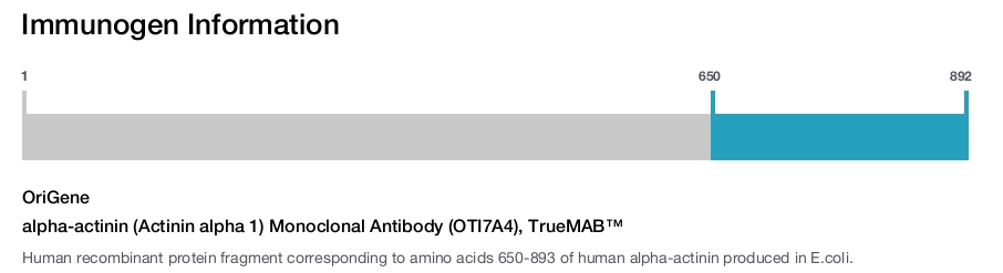 alpha-actinin (Actinin alpha 1) Monoclonal Antibody (OTI7A4), TrueMAB&trade;