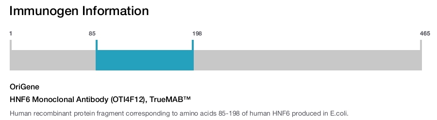 HNF6 Monoclonal Antibody (OTI4F12), TrueMAB&trade;