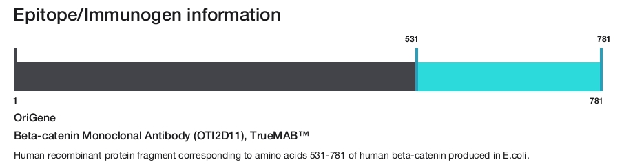 Beta-catenin Monoclonal Antibody (OTI2D11), TrueMAB&trade;
