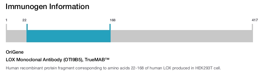 LOX Monoclonal Antibody (OTI9B5), TrueMAB&trade;