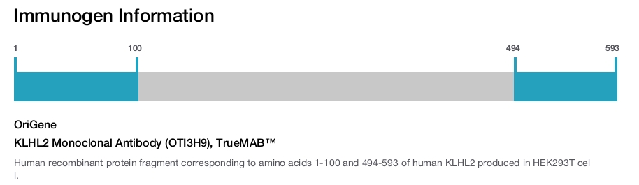 KLHL2 Monoclonal Antibody (OTI3H9), TrueMAB&trade;