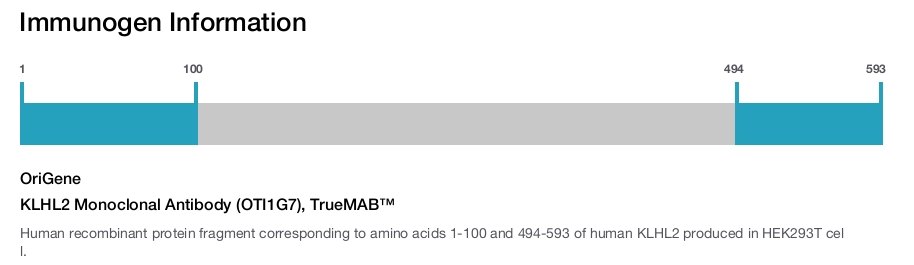 KLHL2 Monoclonal Antibody (OTI1G7), TrueMAB&trade;
