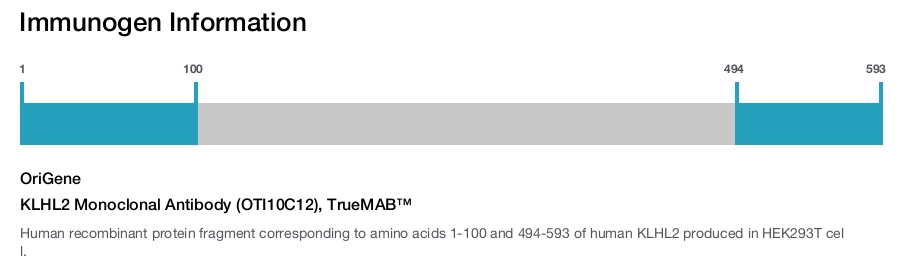 KLHL2 Monoclonal Antibody (OTI10C12), TrueMAB&trade;