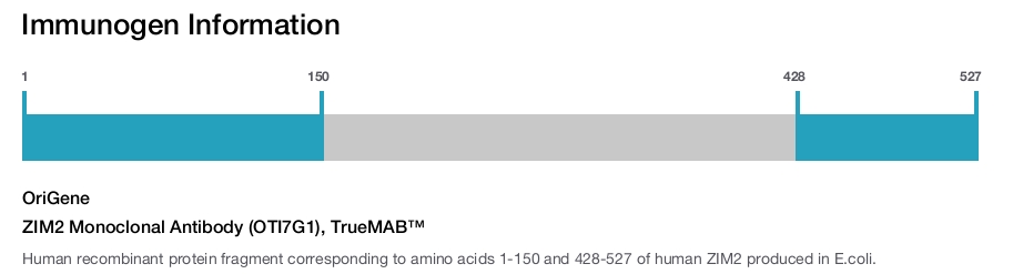 ZIM2 Monoclonal Antibody (OTI7G1), TrueMAB&trade;