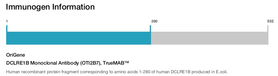 DCLRE1B Monoclonal Antibody (OTI2B7), TrueMAB&trade;