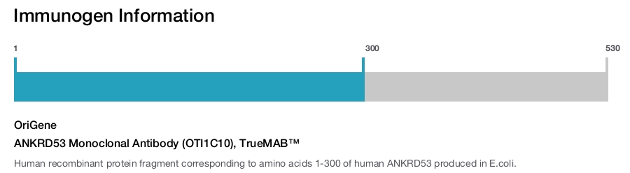 ANKRD53 Monoclonal Antibody (OTI1C10), TrueMAB&trade;