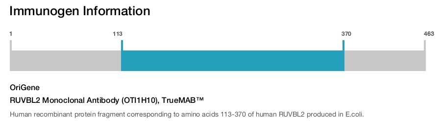 RUVBL2 Monoclonal Antibody (OTI1H10), TrueMAB&trade;