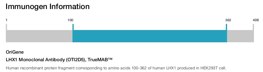 LHX1 Monoclonal Antibody (OTI2D5), TrueMAB&trade;