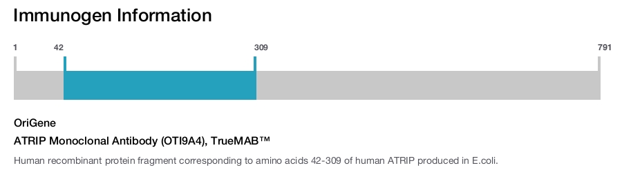 ATRIP Monoclonal Antibody (OTI9A4), TrueMAB&trade;