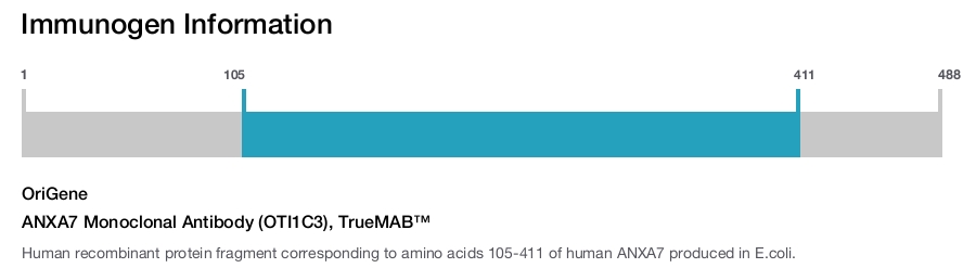 ANXA7 Monoclonal Antibody (OTI1C3), TrueMAB&trade;
