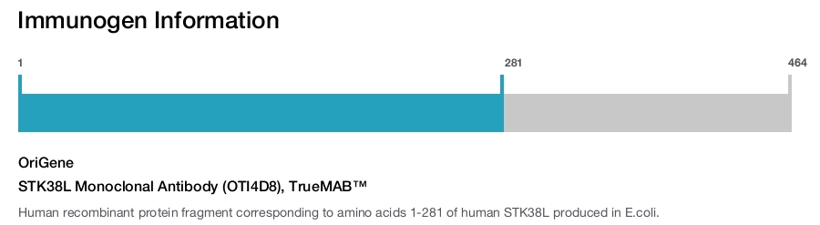 STK38L Monoclonal Antibody (OTI4D8), TrueMAB&trade;