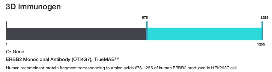 ERBB2 Monoclonal Antibody (OTI4G7), TrueMAB&trade;