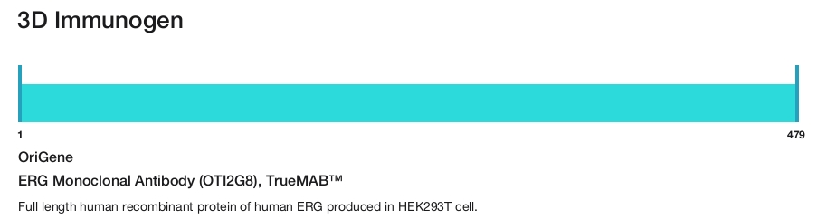 ERG Monoclonal Antibody (OTI2G8), TrueMAB&trade;