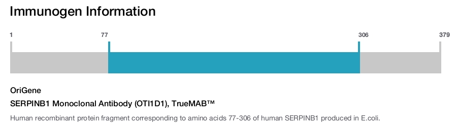 SERPINB1 Monoclonal Antibody (OTI1D1), TrueMAB&trade;