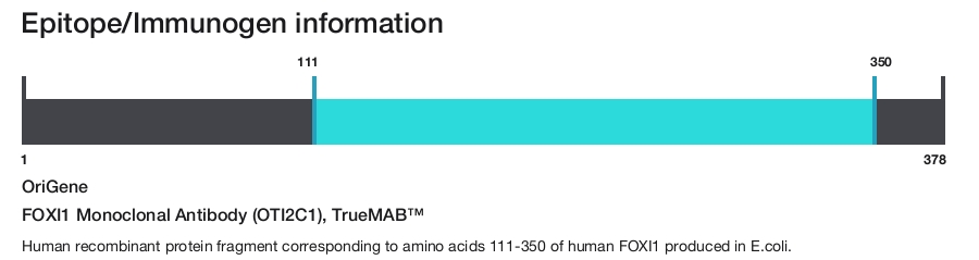 FOXI1 Monoclonal Antibody (OTI2C1), TrueMAB&trade;