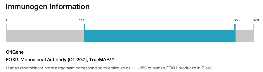 FOXI1 Monoclonal Antibody (OTI2G7), TrueMAB&trade;