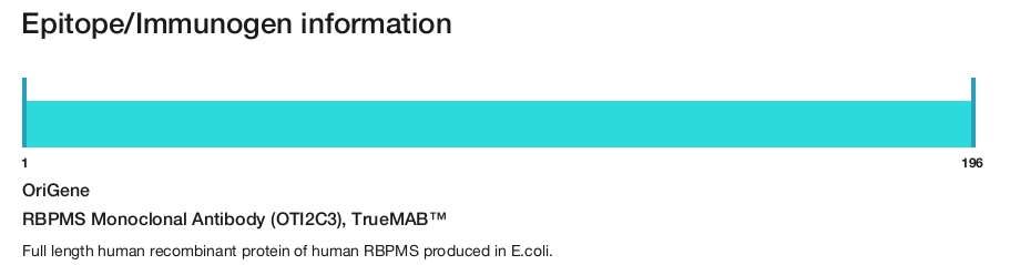 RBPMS Monoclonal Antibody (OTI2C3), TrueMAB&trade;