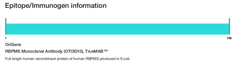 RBPMS Monoclonal Antibody (OTI3D10), TrueMAB&trade;