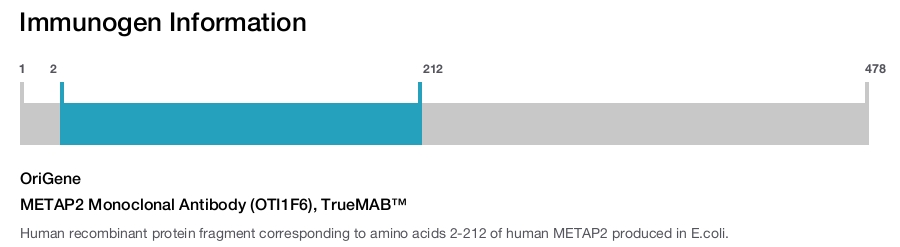 METAP2 Monoclonal Antibody (OTI1F6), TrueMAB&trade;