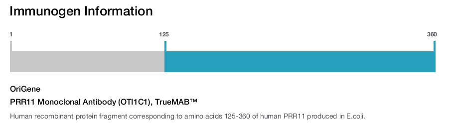 PRR11 Monoclonal Antibody (OTI1C1), TrueMAB&trade;