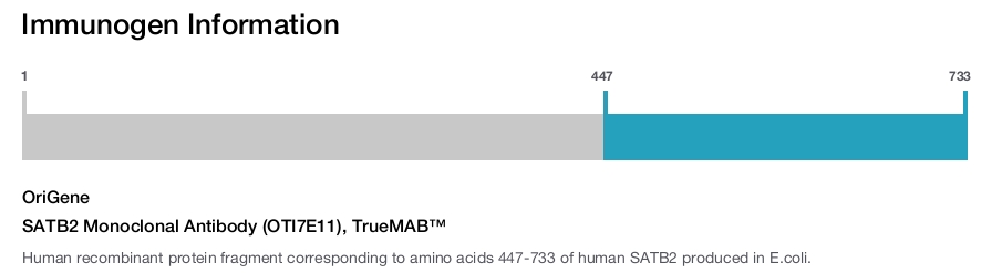SATB2 Monoclonal Antibody (OTI7E11), TrueMAB&trade;