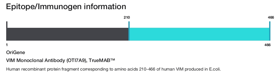 VIM Monoclonal Antibody (OTI7A9), TrueMAB&trade;