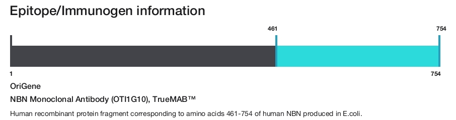 NBN Monoclonal Antibody (OTI1G10), TrueMAB&trade;