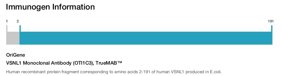 VSNL1 Monoclonal Antibody (OTI1C3), TrueMAB&trade;