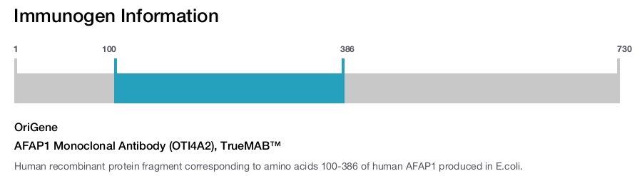AFAP1 Monoclonal Antibody (OTI4A2), TrueMAB&trade;