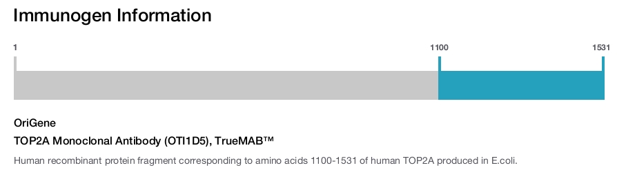 TOP2A Monoclonal Antibody (OTI1D5), TrueMAB&trade;