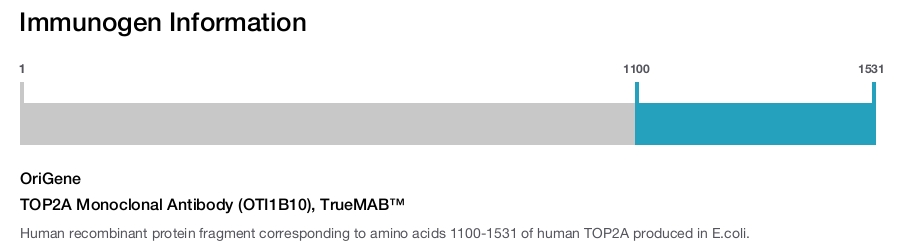 TOP2A Monoclonal Antibody (OTI1B10), TrueMAB&trade;