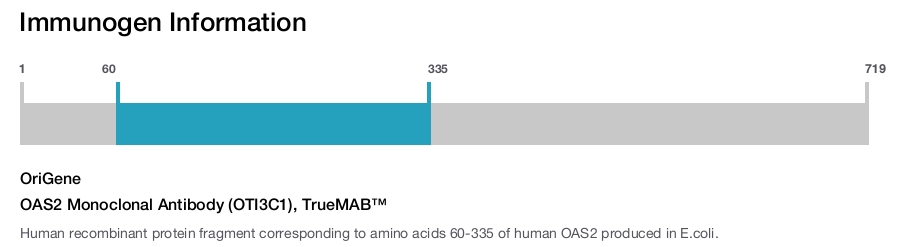 OAS2 Monoclonal Antibody (OTI3C1), TrueMAB™