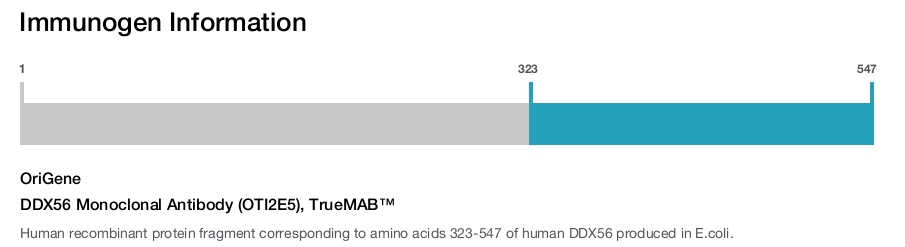 DDX56 Monoclonal Antibody (OTI2E5), TrueMAB™