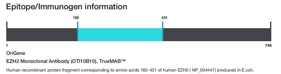 EZH2 Monoclonal Antibody (OTI10B10), TrueMAB&trade;