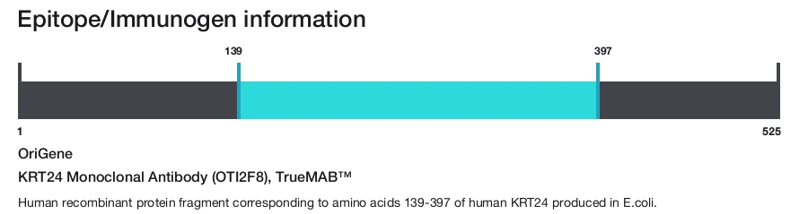 KRT24 Monoclonal Antibody (OTI2F8), TrueMAB&trade;