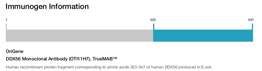 DDX56 Monoclonal Antibody (OTI11H7), TrueMAB&trade;