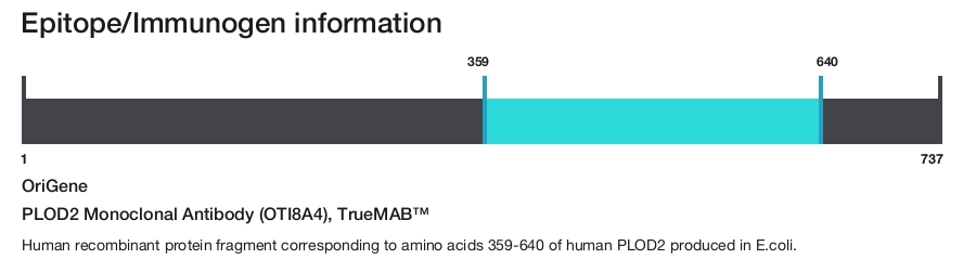 PLOD2 Monoclonal Antibody (OTI8A4), TrueMAB&trade;