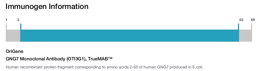 GNG7 Monoclonal Antibody (OTI3G1), TrueMAB&trade;