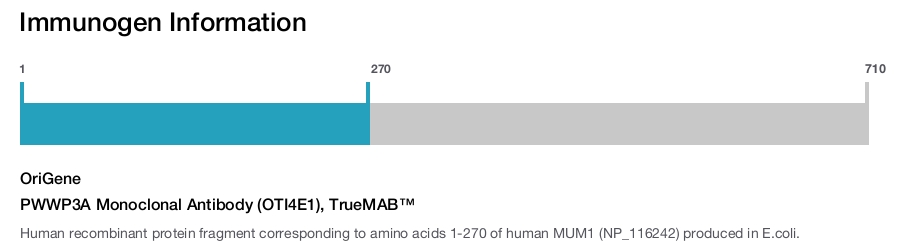 PWWP3A Monoclonal Antibody (OTI4E1), TrueMAB&trade;