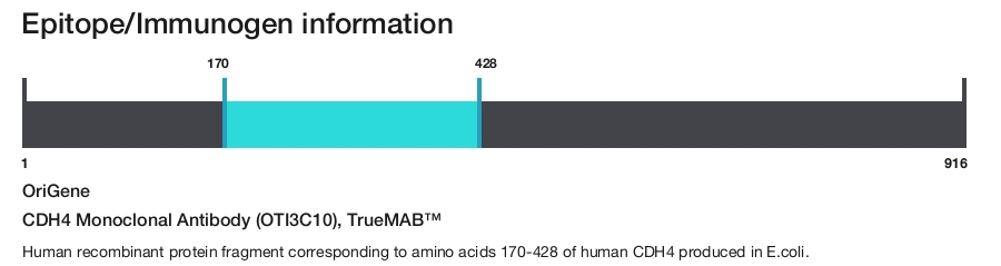 CDH4 Monoclonal Antibody (OTI3C10), TrueMAB&trade;