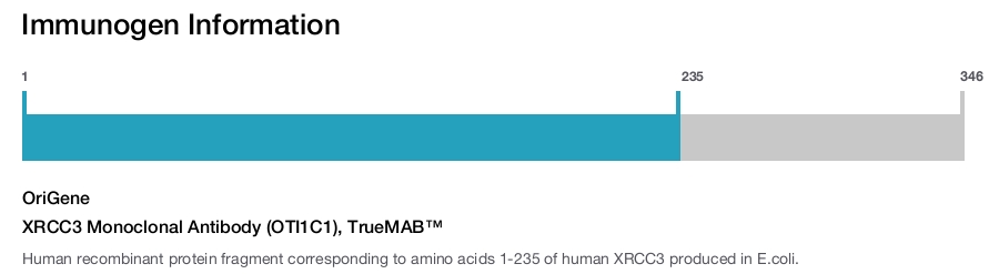 XRCC3 Monoclonal Antibody (OTI1C1), TrueMAB&trade;