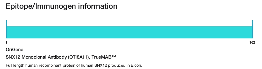 SNX12 Monoclonal Antibody (OTI8A11), TrueMAB&trade;